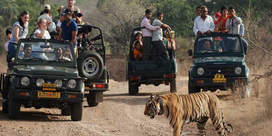 Corbett Jeep Safari