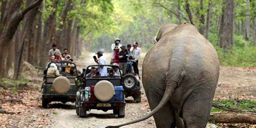 Corbett Jeep Safari