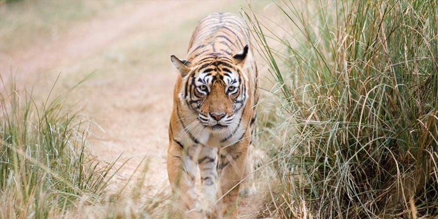 Jim Corbett National Park