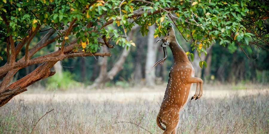 Jim Corbett National Park