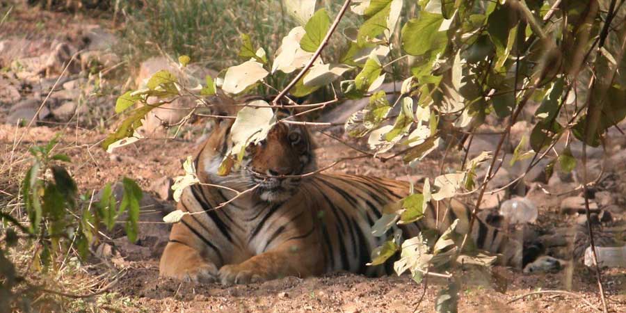 Jim Corbett National Park